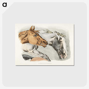 1-15_Sporting-Sketches_postcard