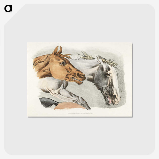 1-15_Sporting-Sketches_postcard