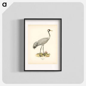 アートポスター-Common Crane (Grus Grus)
 - スヴェンスカ フォグラル Poster.