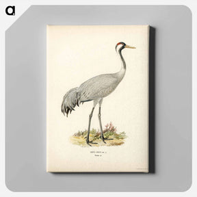 アートパネル-Common Crane (Grus Grus)
 - スヴェンスカ フォグラル Canvas.