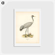 アートポストカード-Common Crane (Grus Grus)
 - スヴェンスカ フォグラル Postcard.