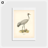 アートポストカード-Common Crane (Grus Grus)
 - スヴェンスカ フォグラル Postcard.