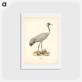 アートポストカード-Common Crane (Grus Grus)
 - スヴェンスカ フォグラル Postcard.
