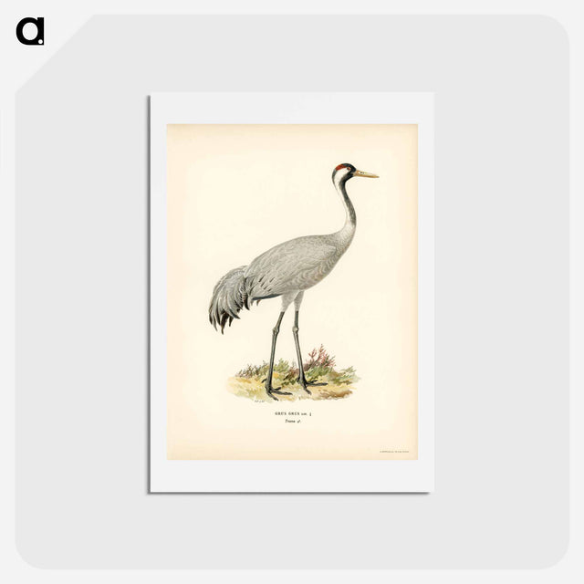 アートポストカード-Common Crane (Grus Grus)
 - スヴェンスカ フォグラル Postcard.
