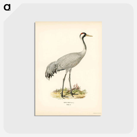 アートポストカード-Common Crane (Grus Grus)
 - スヴェンスカ フォグラル Postcard.