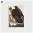 アートポストカード-Golden Eagle from Birds of America
 - アメリカの鳥たち Postcard.