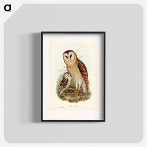 アートポスター-Grass-Owl
 - オーストラリアの鳥 Poster.