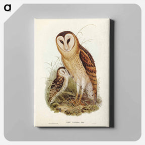 アートパネル-Grass-Owl
 - オーストラリアの鳥 Canvas.