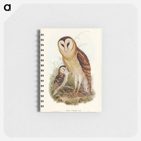 アートメモ帳-Grass-Owl
 - オーストラリアの鳥 Memo.