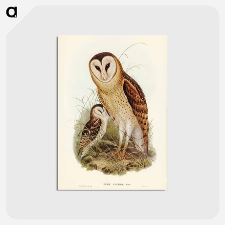 アートポストカード-Grass-Owl
 - オーストラリアの鳥 Postcard.