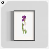 1-15_The-Genus-Iris_blk