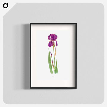 Iris Kochii from The genus Iris
 - アヤメ属 Poster.