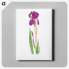 アートパネル-Iris Kochii from The genus Iris
 - アヤメ属 Canvas.