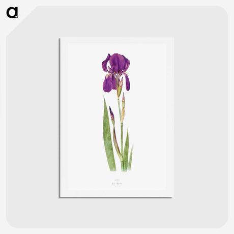1-15_The-Genus-Iris_hagaki