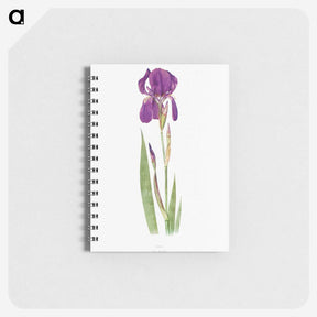 1-15_The-Genus-Iris_memo