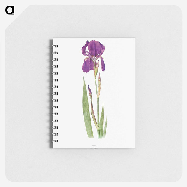 1-15_The-Genus-Iris_memo