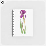 アートメモ帳-Iris Kochii from The genus Iris
 - アヤメ属 Memo.