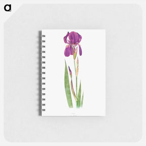 アートメモ帳-Iris Kochii from The genus Iris
 - アヤメ属 Memo.
