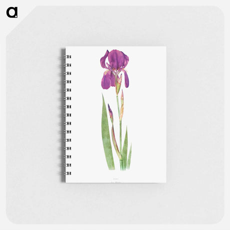 アートメモ帳-Iris Kochii from The genus Iris
 - アヤメ属 Memo.