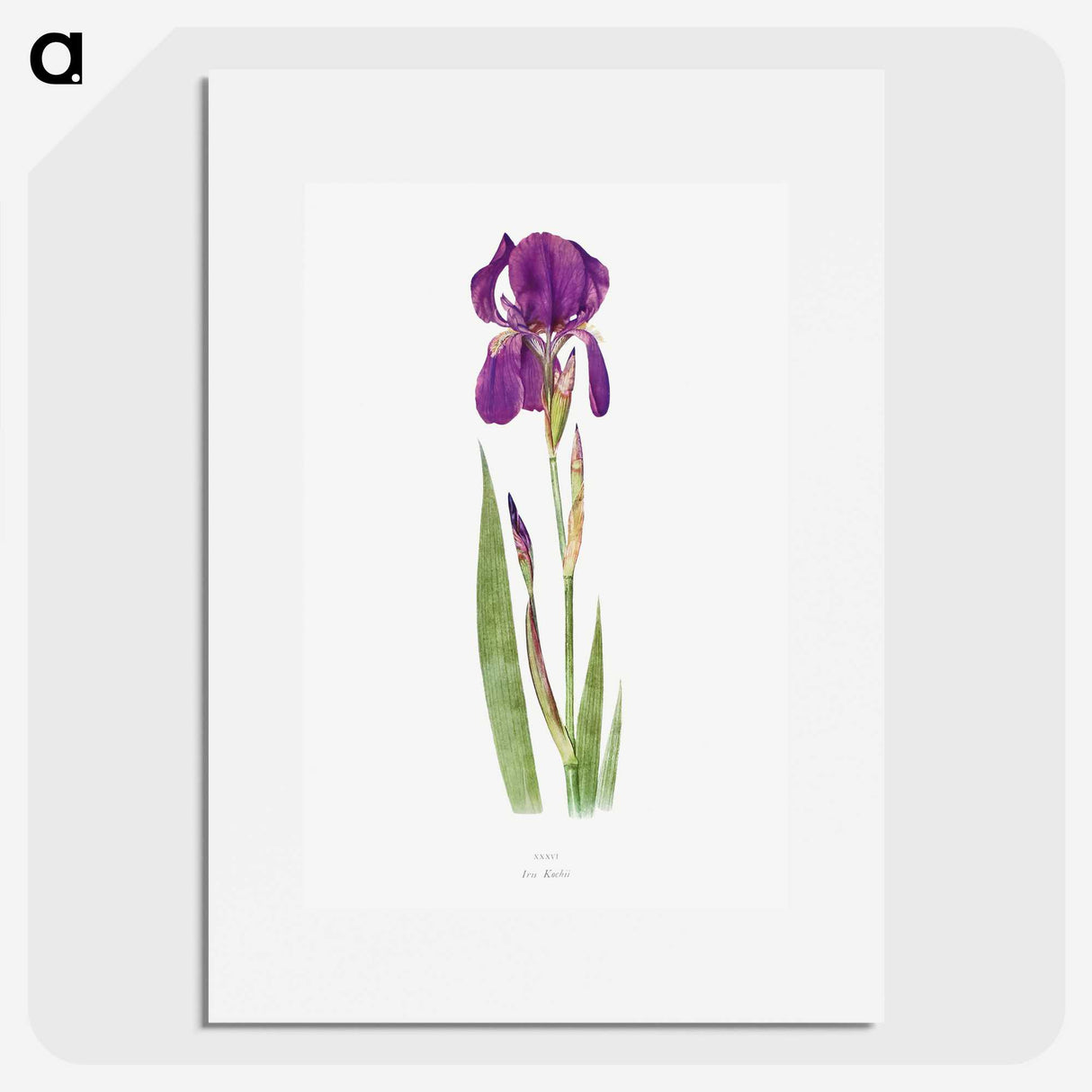 1-15_The-Genus-Iris_picture