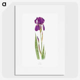 1-15_The-Genus-Iris_picture