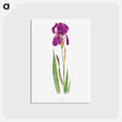アートポストカード-Iris Kochii from The genus Iris
 - アヤメ属 Postcard.