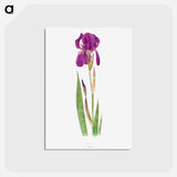 アートポストカード-Iris Kochii from The genus Iris
 - アヤメ属 Postcard.