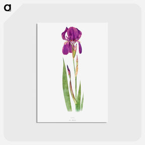 アートポストカード-Iris Kochii from The genus Iris
 - アヤメ属 Postcard.