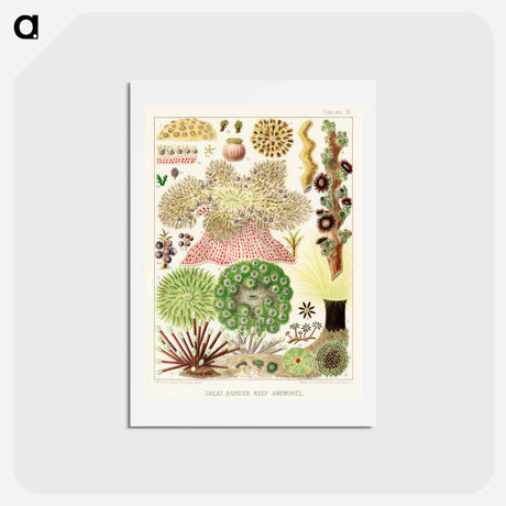 アートポストカード-Great Barrier Reef Anemones - オーストラリアのグレートバリアリーフ Postcard.