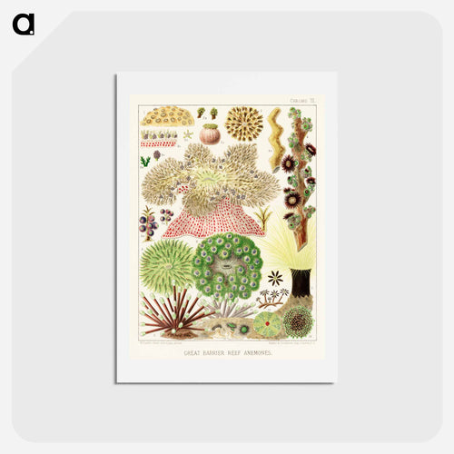 Great Barrier Reef Anemones - オーストラリアのグレートバリアリーフ Postcard.