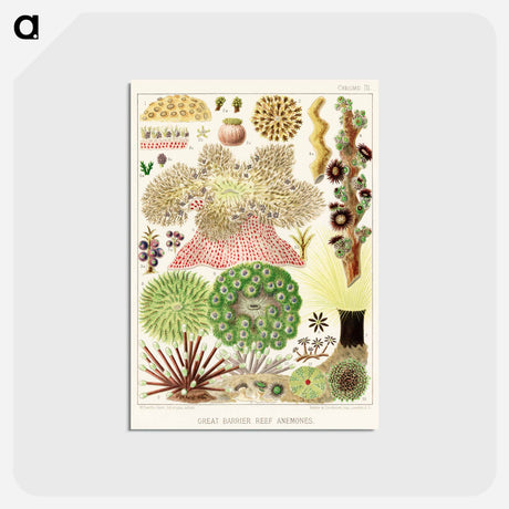 アートポストカード-Great Barrier Reef Anemones - オーストラリアのグレートバリアリーフ Postcard.
