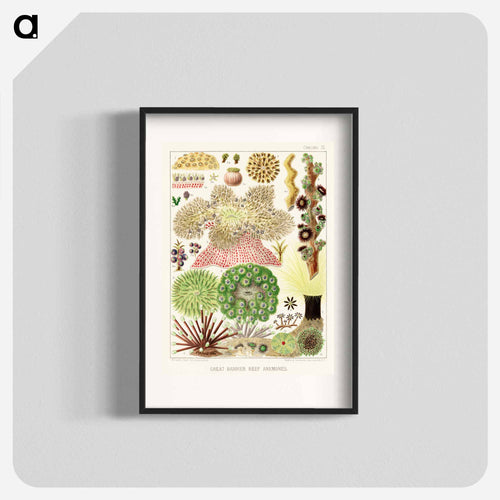 Great Barrier Reef Anemones - オーストラリアのグレートバリアリーフ Poster.