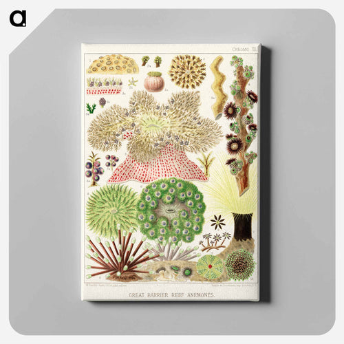 Great Barrier Reef Anemones - オーストラリアのグレートバリアリーフ Canvas.