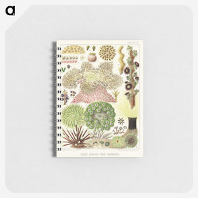1-15_The-Great-Barrier-Reef-of-Australia_memo