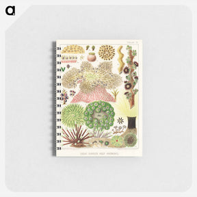 アートメモ帳-Great Barrier Reef Anemones - オーストラリアのグレートバリアリーフ Memo.