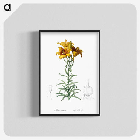 1-15_The-Lilies_blk-crop