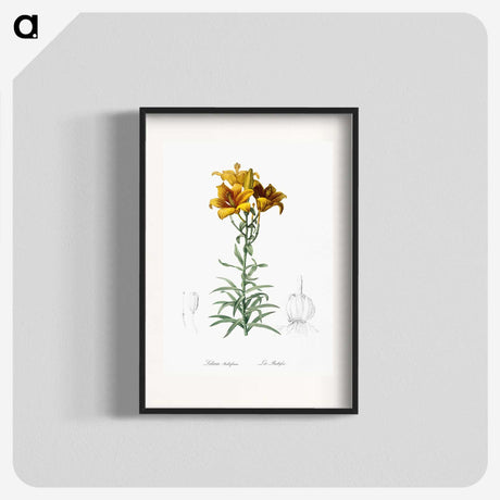 1-15_The-Lilies_blk