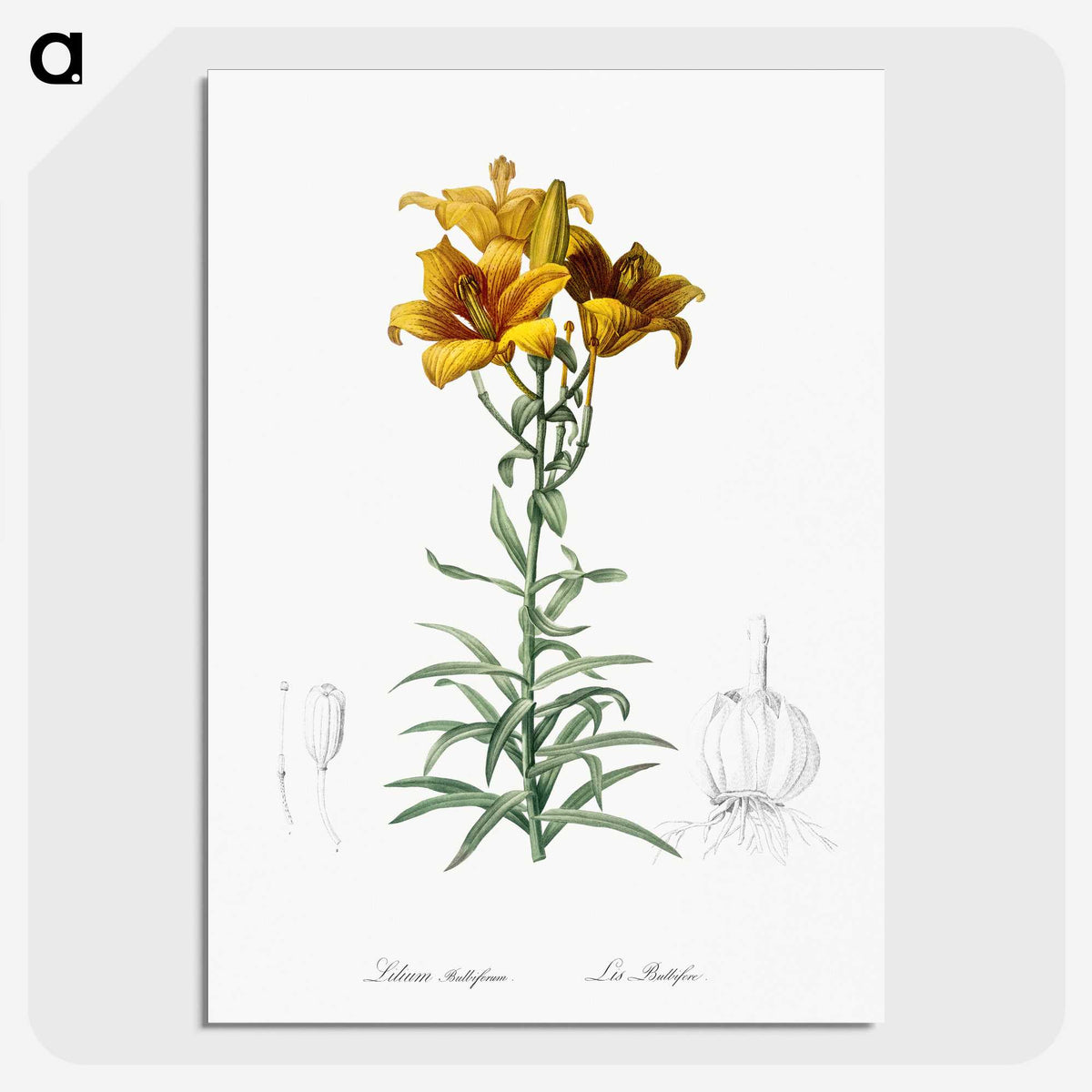 1-15_The-Lilies_picture-crop