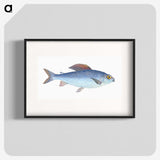 1-15_The-Natural-History-of-British-Fishes_blk