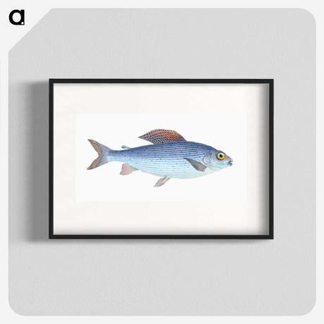 1-15_The-Natural-History-of-British-Fishes_blk
