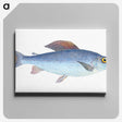 1-15_The-Natural-History-of-British-Fishes_canvas