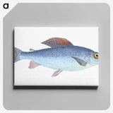 1-15_The-Natural-History-of-British-Fishes_canvas