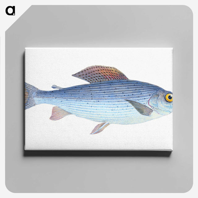 1-15_The-Natural-History-of-British-Fishes_canvas