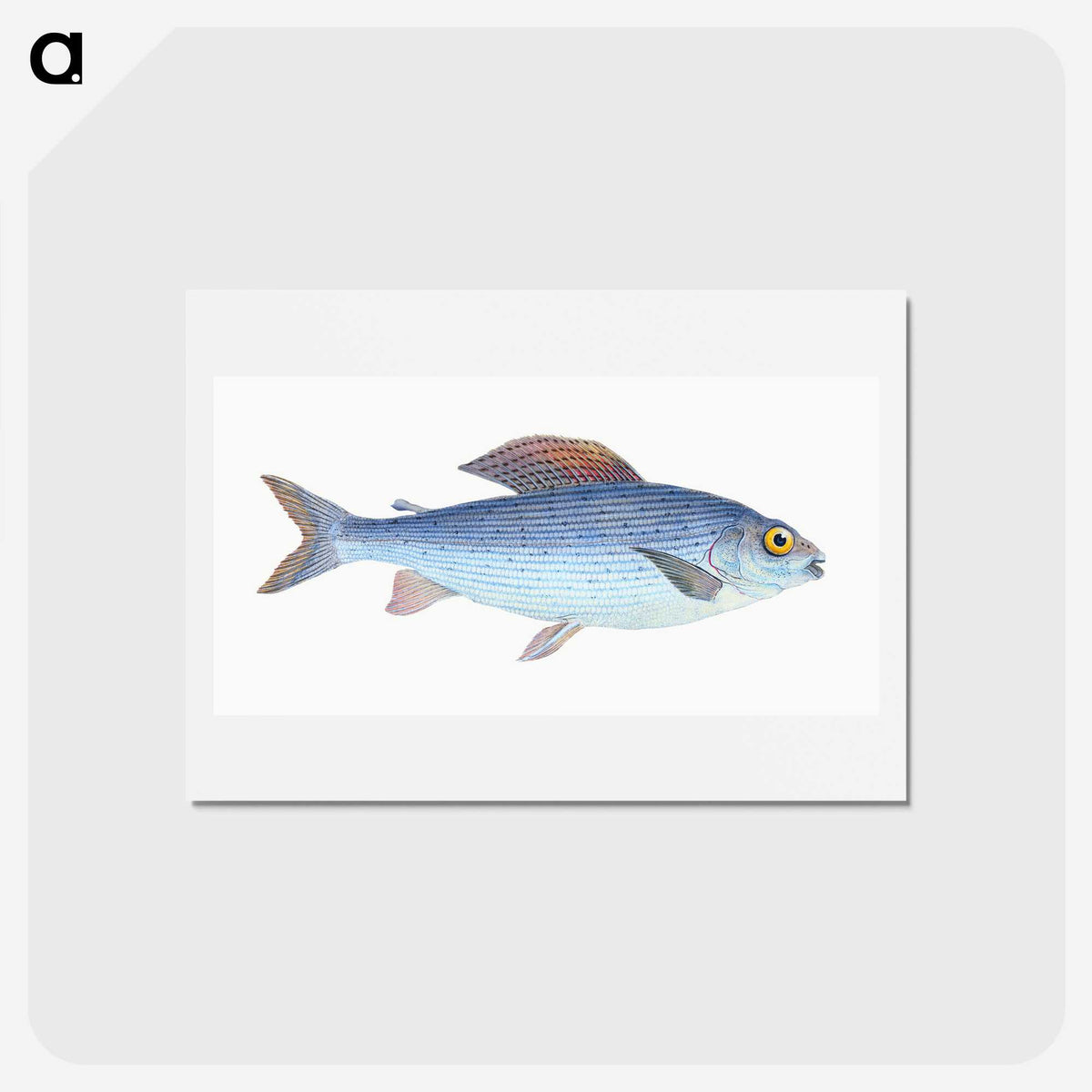 1-15_The-Natural-History-of-British-Fishes_hagaki