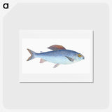 1-15_The-Natural-History-of-British-Fishes_hagaki