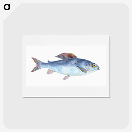 1-15_The-Natural-History-of-British-Fishes_hagaki