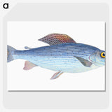 1-15_The-Natural-History-of-British-Fishes_picture-crop