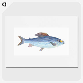 1-15_The-Natural-History-of-British-Fishes_picture