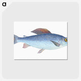 1-15_The-Natural-History-of-British-Fishes_postcard