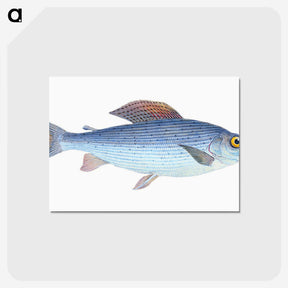 1-15_The-Natural-History-of-British-Fishes_postcard
